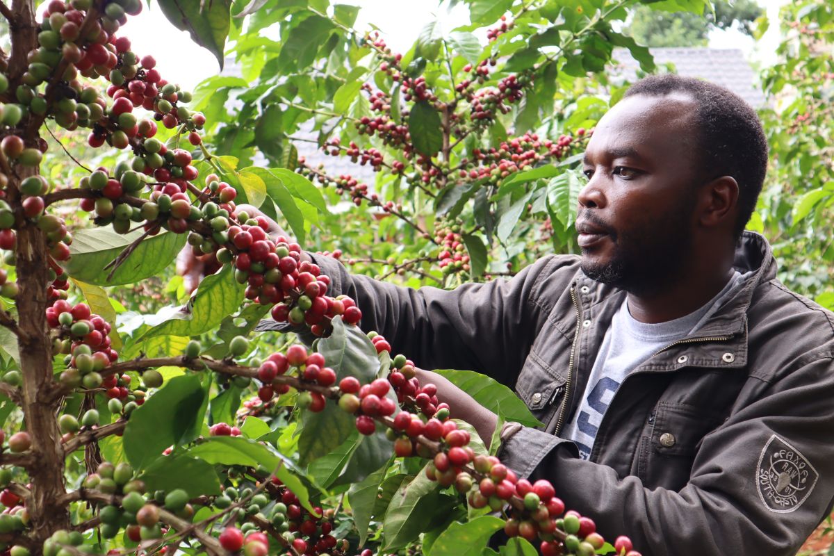 man with coffee in kenya